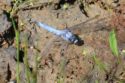 Orthetrum brunneum