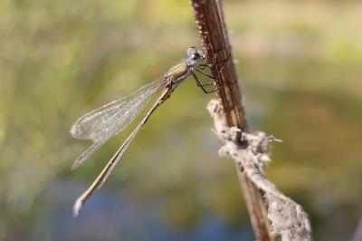 Lestes virens