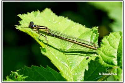 Coenagrion puella