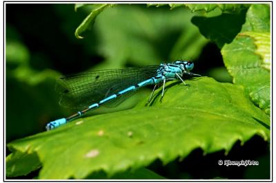 Coenagrion puella