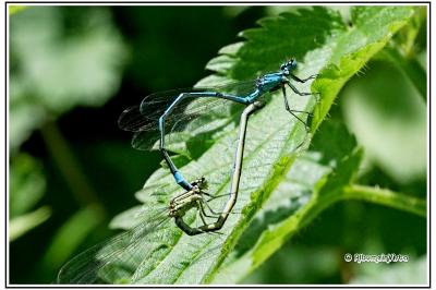 Coenagrion puella