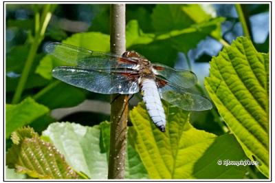 Libellula depressa