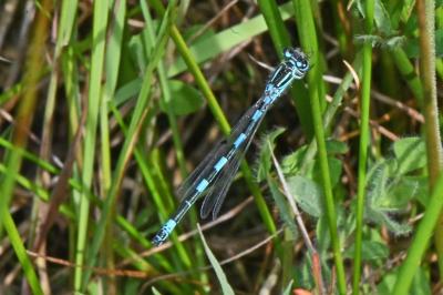 Coenagrion mercuriale