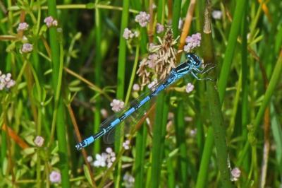 Coenagrion mercuriale