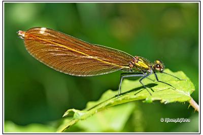 Calopteryx splendens