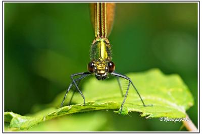 Calopteryx splendens