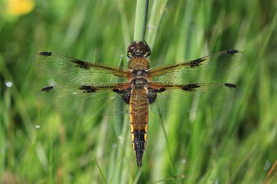 Libellula quadrimaculata