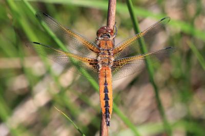 Libellula fulva