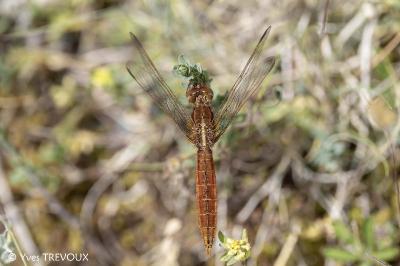 Crocothemis erythraea
