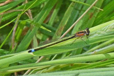 Ischnura elegans