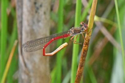 Ceriagrion tenellum