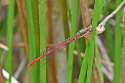 Ceriagrion tenellum