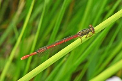 Ceriagrion tenellum