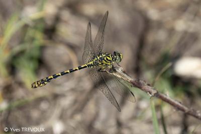 Onychogomphus forcipatus