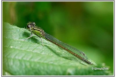 Chalcolestes viridis