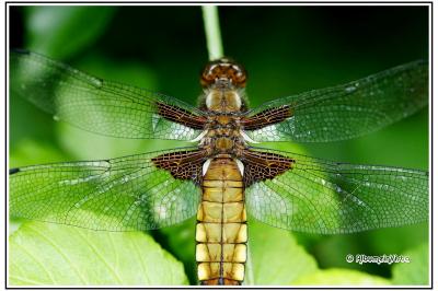 Libellula depressa