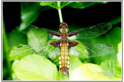 Libellula depressa