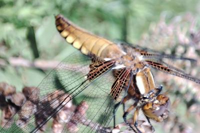 Libellula depressa