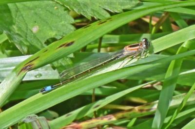 Ischnura elegans