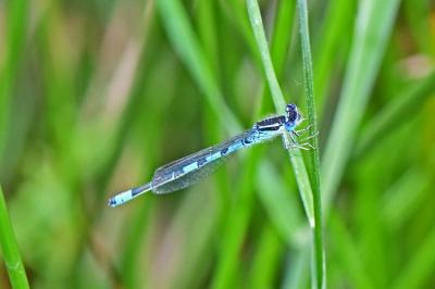 Coenagrion scitulum