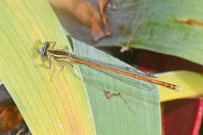 Platycnemis acutipennis