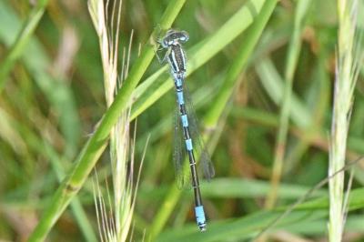 Coenagrion scitulum