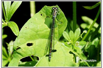 Coenagrion puella