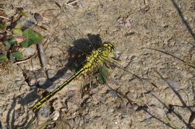 Stylurus flavipes