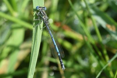 Platycnemis pennipes