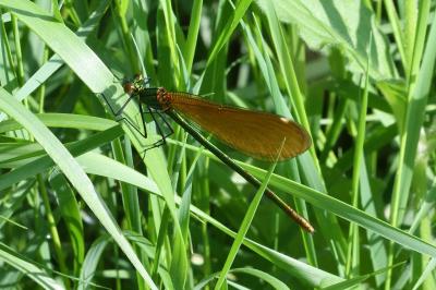 Calopteryx splendens