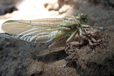 Stylurus flavipes