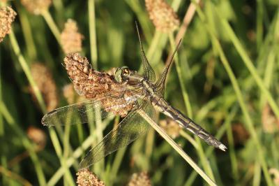Orthetrum albistylum
