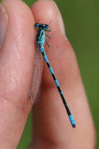 Coenagrion scitulum