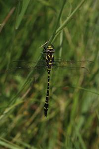Cordulegaster boltonii