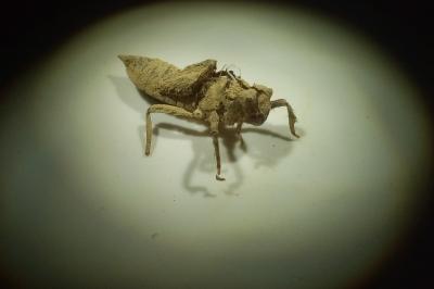 Libellula quadrimaculata