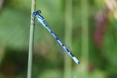 Enallagma cyathigerum