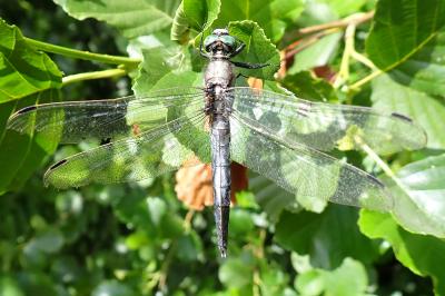 Orthetrum albistylum