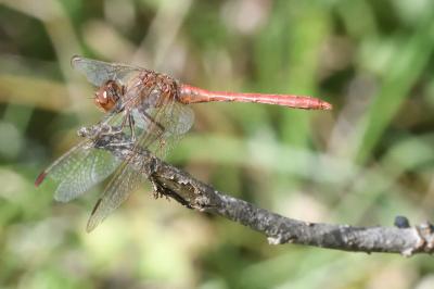 Sympetrum meridionale