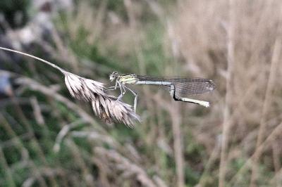 Platycnemis pennipes