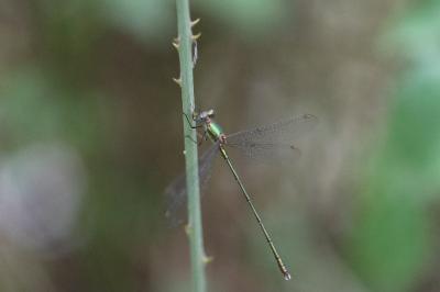 Chalcolestes viridis