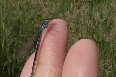 Coenagrion scitulum
