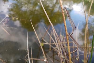 Sympecma fusca