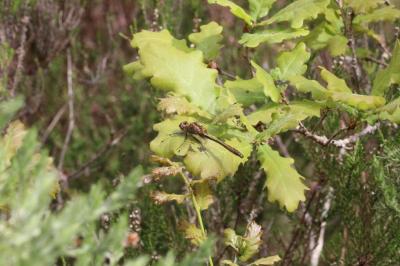 Cordulia aenea