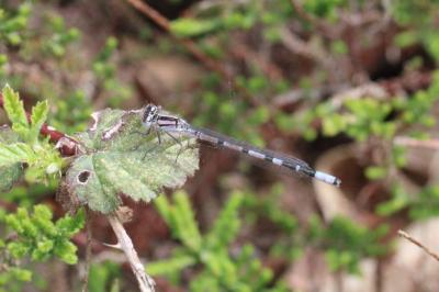 Enallagma cyathigerum