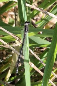 Coenagrion puella