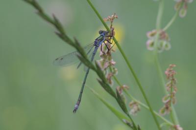 Lestes sponsa