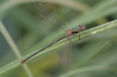 Lestes virens
