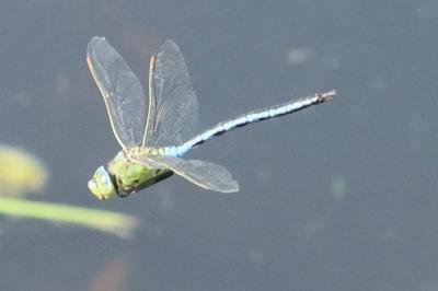 Anax imperator