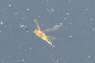 Libellula quadrimaculata