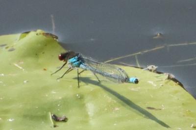 Erythromma najas